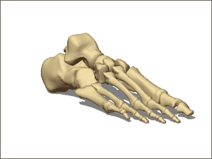voet skelet